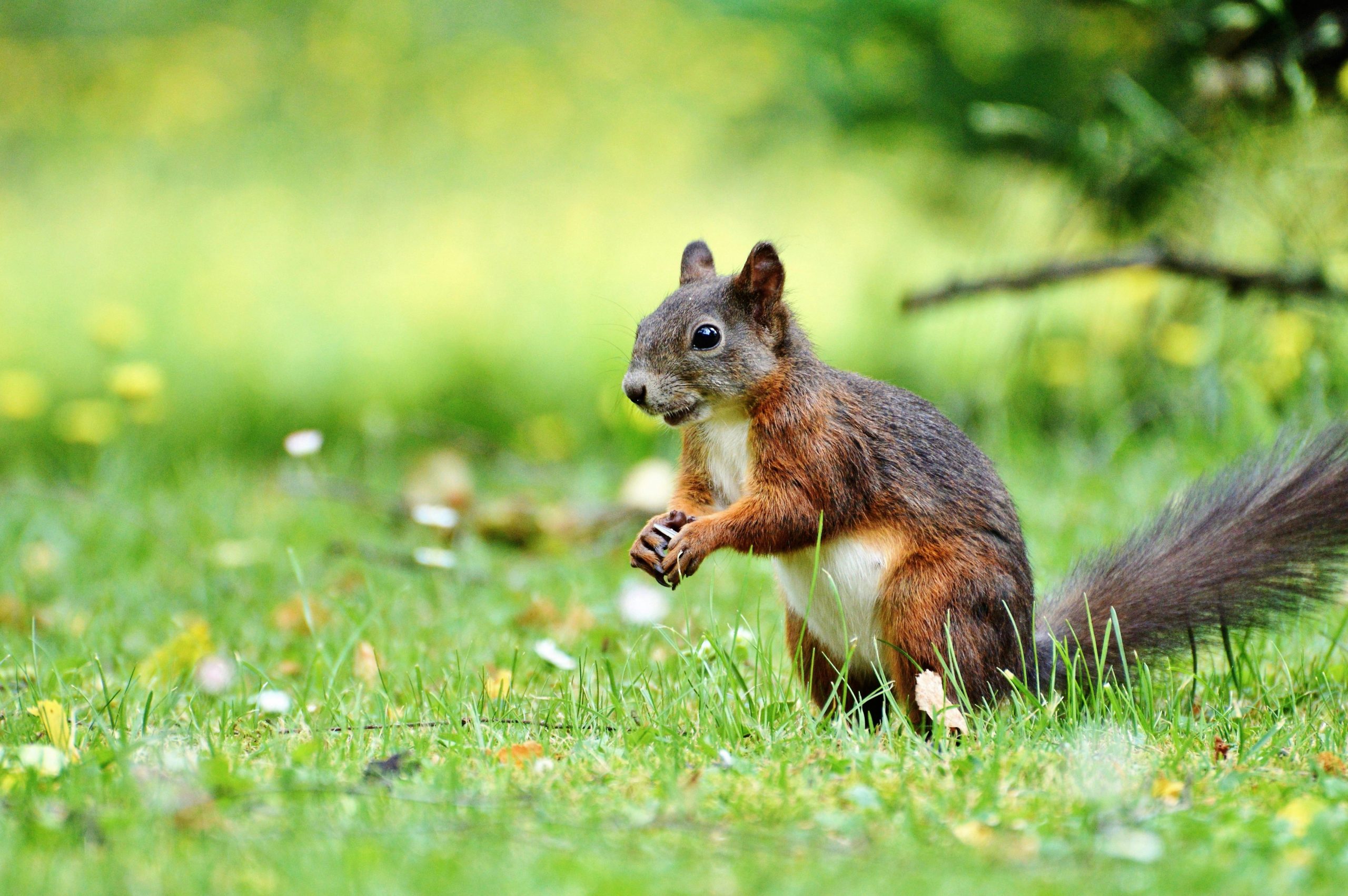 Squirrel stops play as high-flying Hull City suffer loss