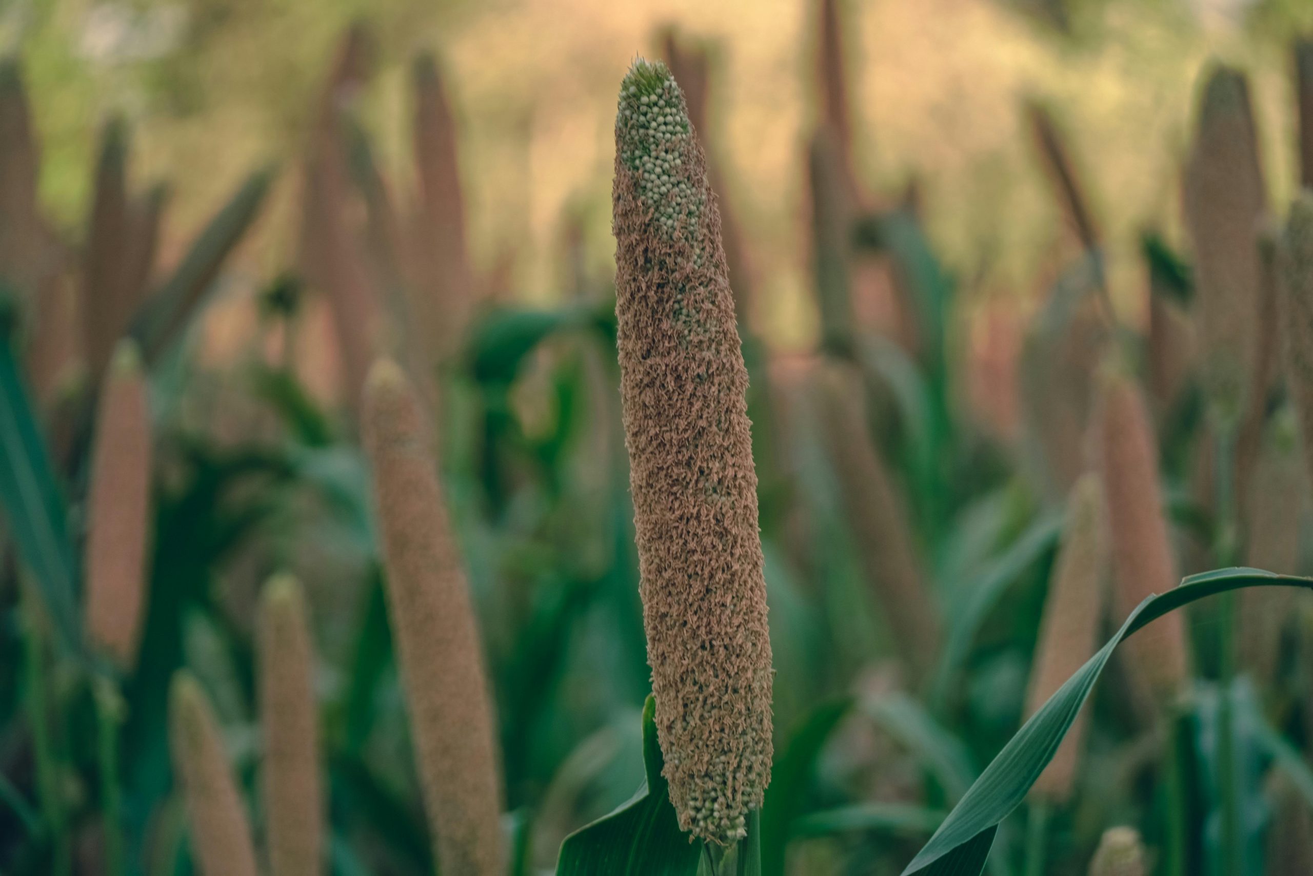 Drought-resistant plants you can grow during water scarcity