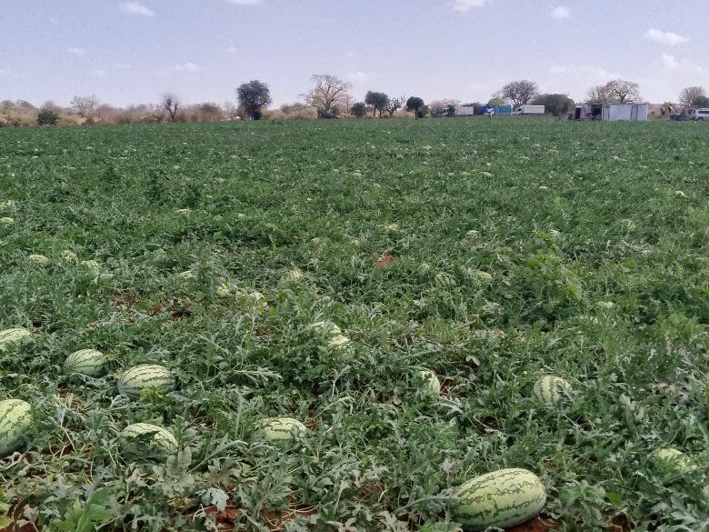 Watermelons growing in a farm. PHOTO/https://web.facebook.com/groups/3804049239611988/user/100036970279574