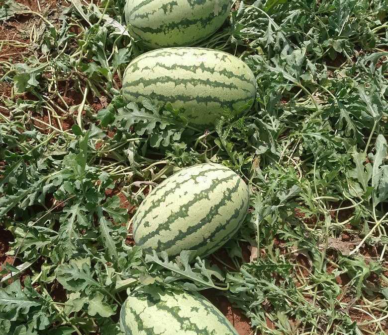 How to choose a ripe watermelon without cutting it open