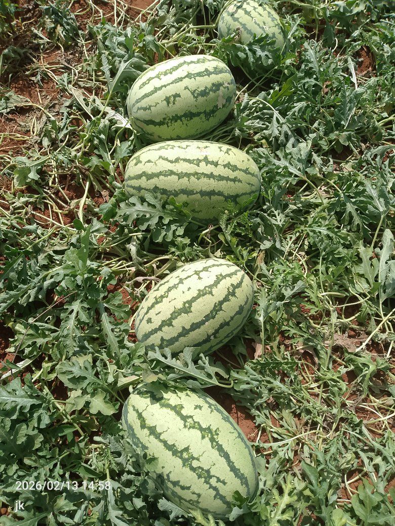 How to choose a ripe watermelon without cutting it open