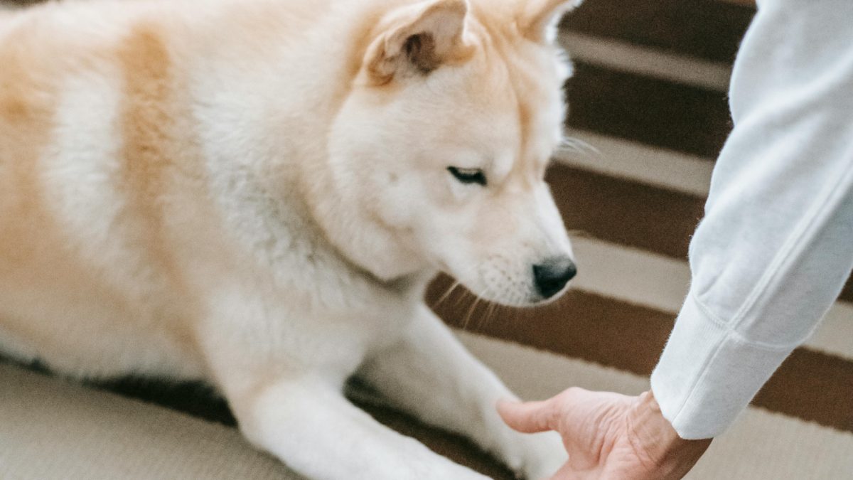How your pets alter your immune system