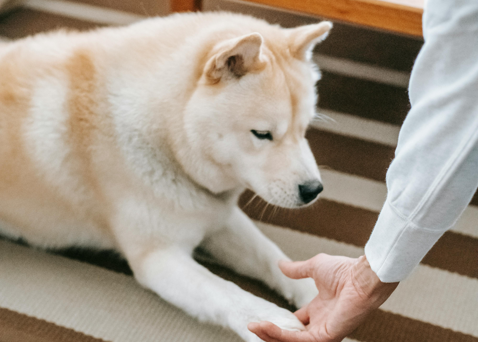 How your pets alter your immune system