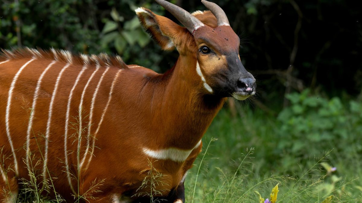 World Wildlife Day: 10 animals found nowhere else on earth but in Kenya