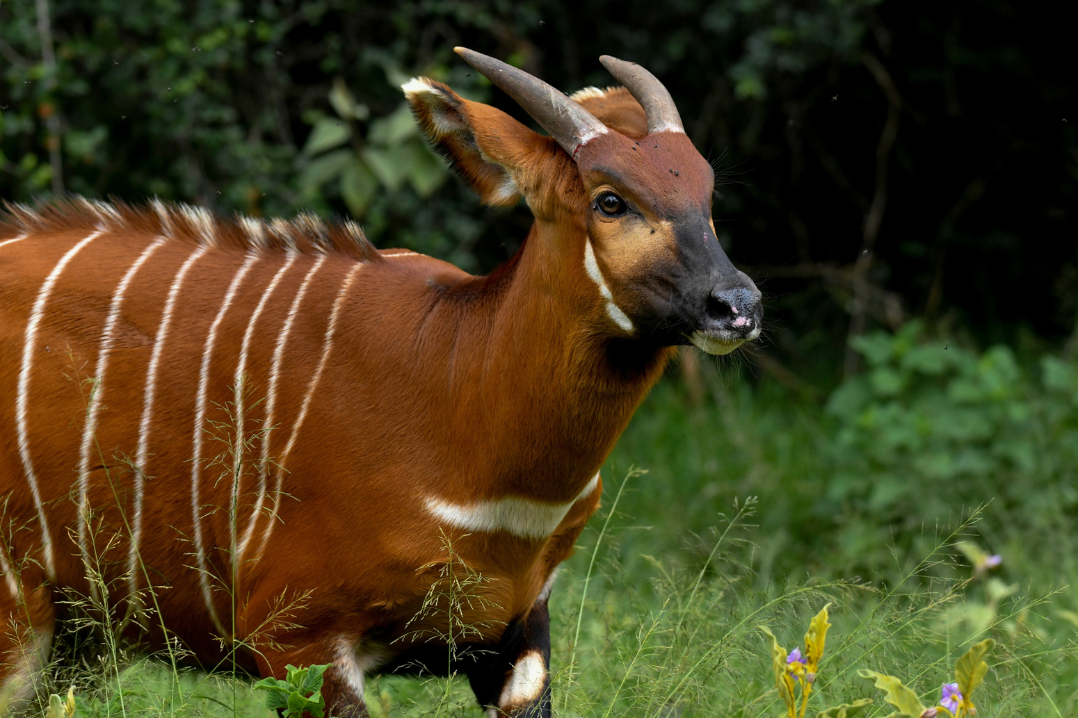 World Wildlife Day: 10 animals found nowhere else on earth but in Kenya
