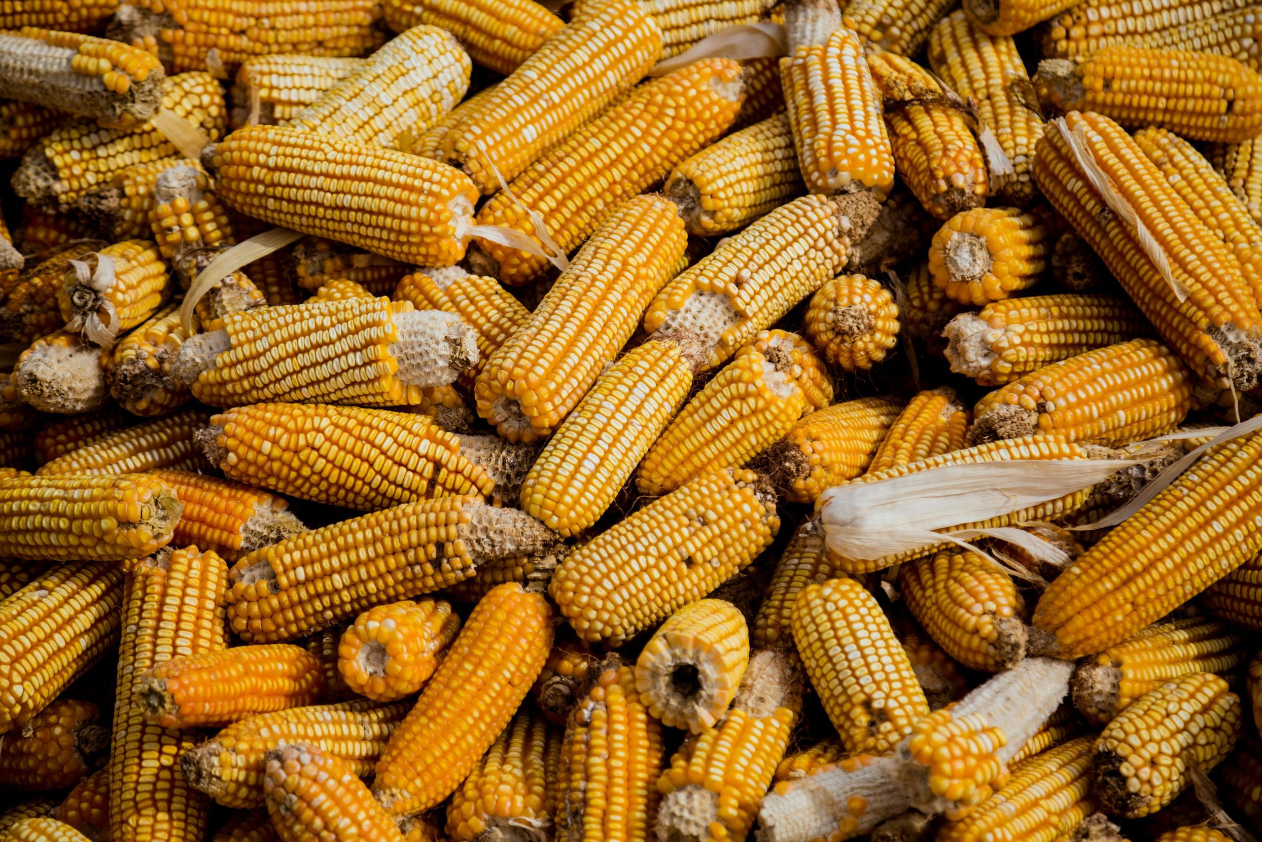 GMO maize on trial as science meets the law in Kisumu court