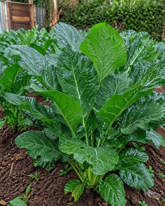 Fresh sukuma wiki growing in a home garden with healthy green leaves. PHOTO/Photo generated by AI