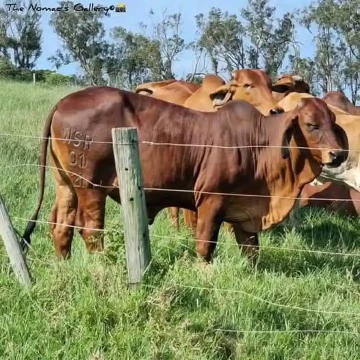 Cows, one of the items needed during dowry payment in Luo culture. PHOTO/https://web.facebook.com/profile.php?id=100070418375781