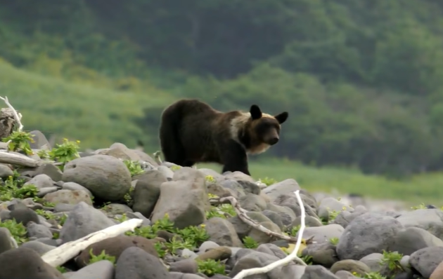 Record bear sightings in Japan cause alarm as hibernation ends
