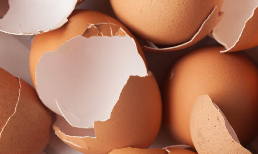 Be warned: Eggshell hack for plant pests does not work