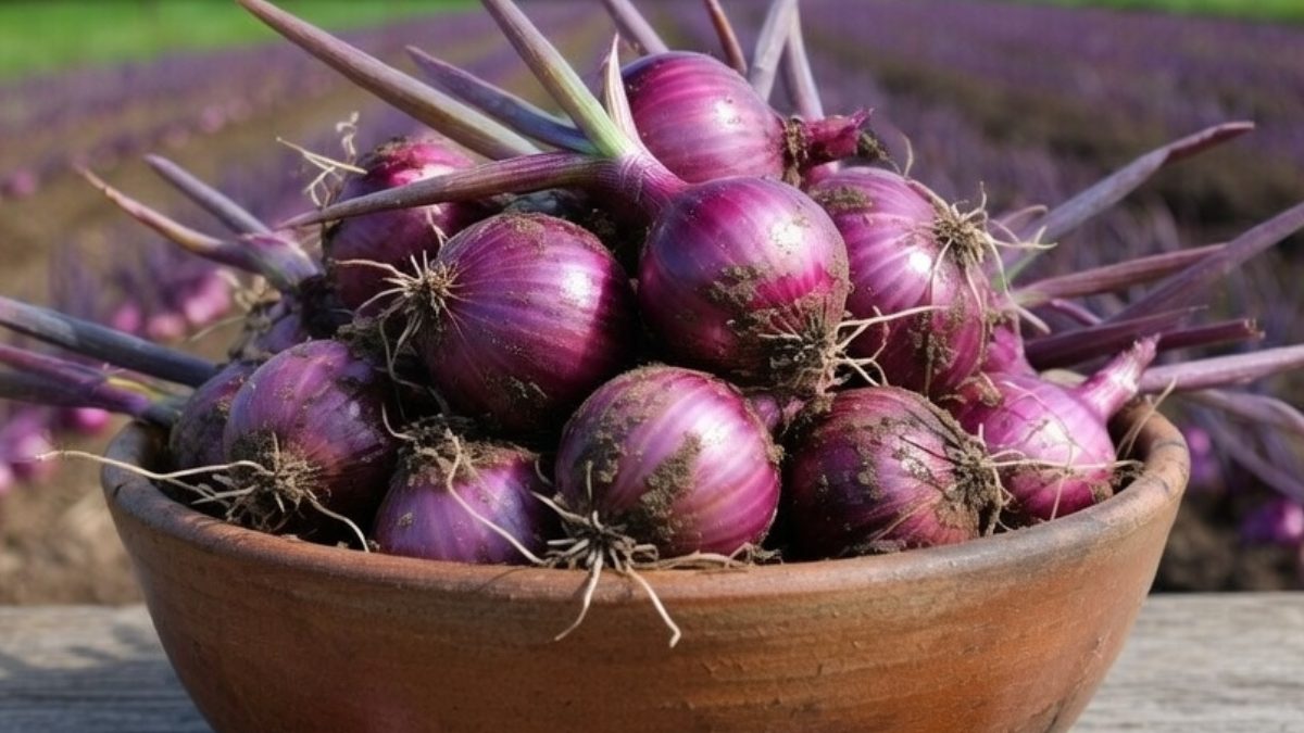 Onions inside a bowl. PHOTO/AI