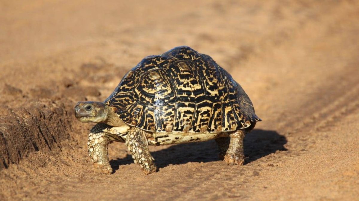 5 fun facts about tortoises