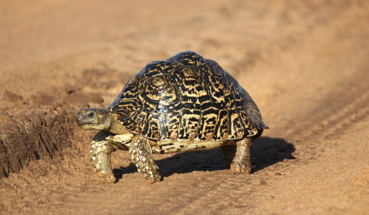 5 fun facts about tortoises