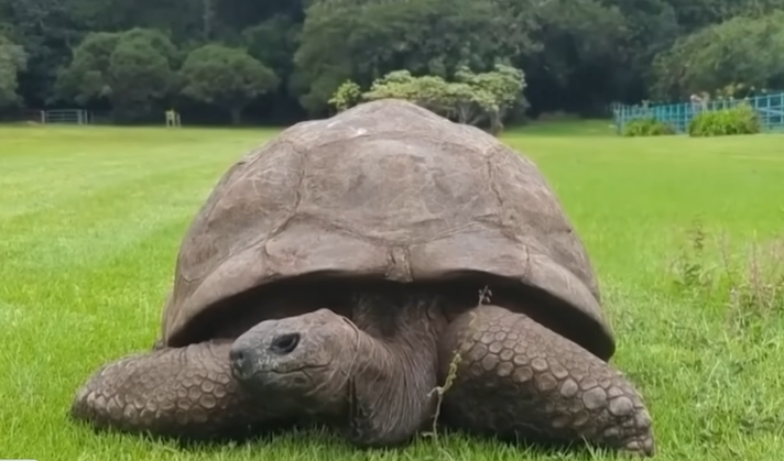World’s oldest tortoise caught in viral crypto death scam