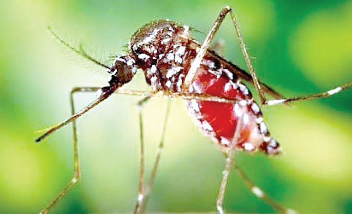World Health Day 2026: How Kenyans can protect themselves from chikungunya and dengue fever