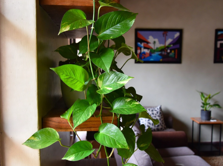 6 indoor plants that naturally clean air and brighten your home