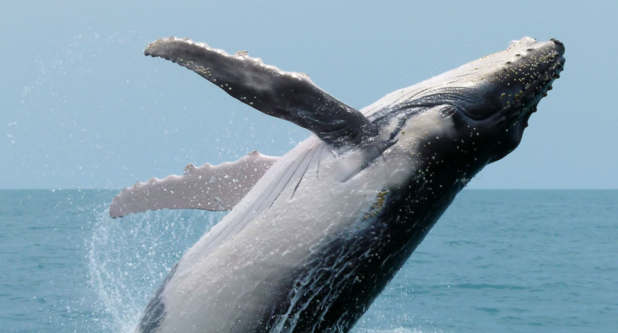 Sperm whales’ communication closely parallels human language, study finds