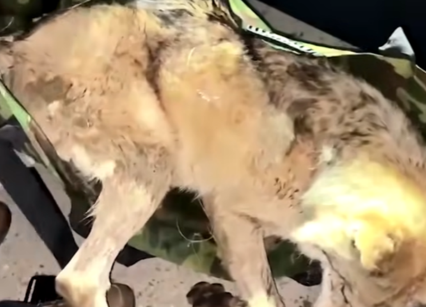 Celebration as missing celebrity wolf is returned back to zoo