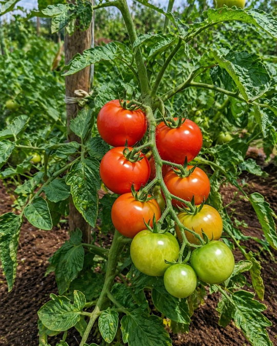 Fresh ripe tomatoes growing on a garden plant with green leaves and rich soil. PHOTO/Photo generated by AI