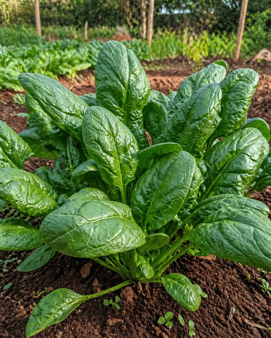 Fresh spinach growing in a garden with healthy green leaves and rich soil. PHOTO/Photo generated by AI
