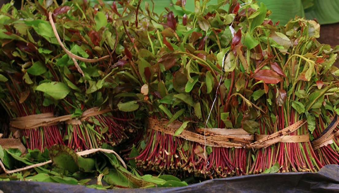 Why Miraa makes some people work longer hours
