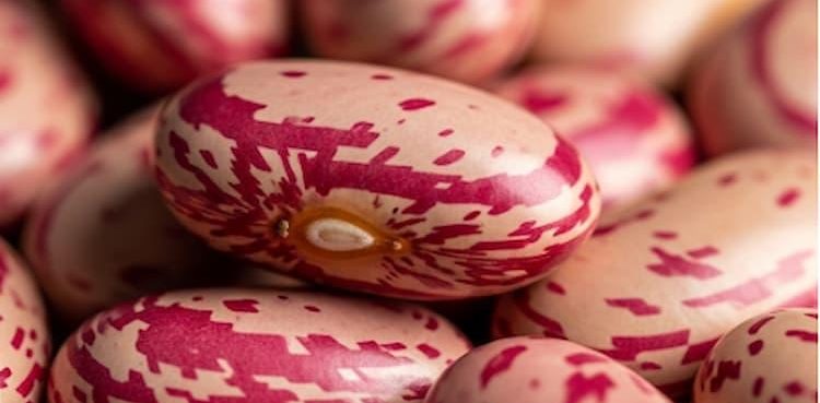 Why some beans trigger stomach acid