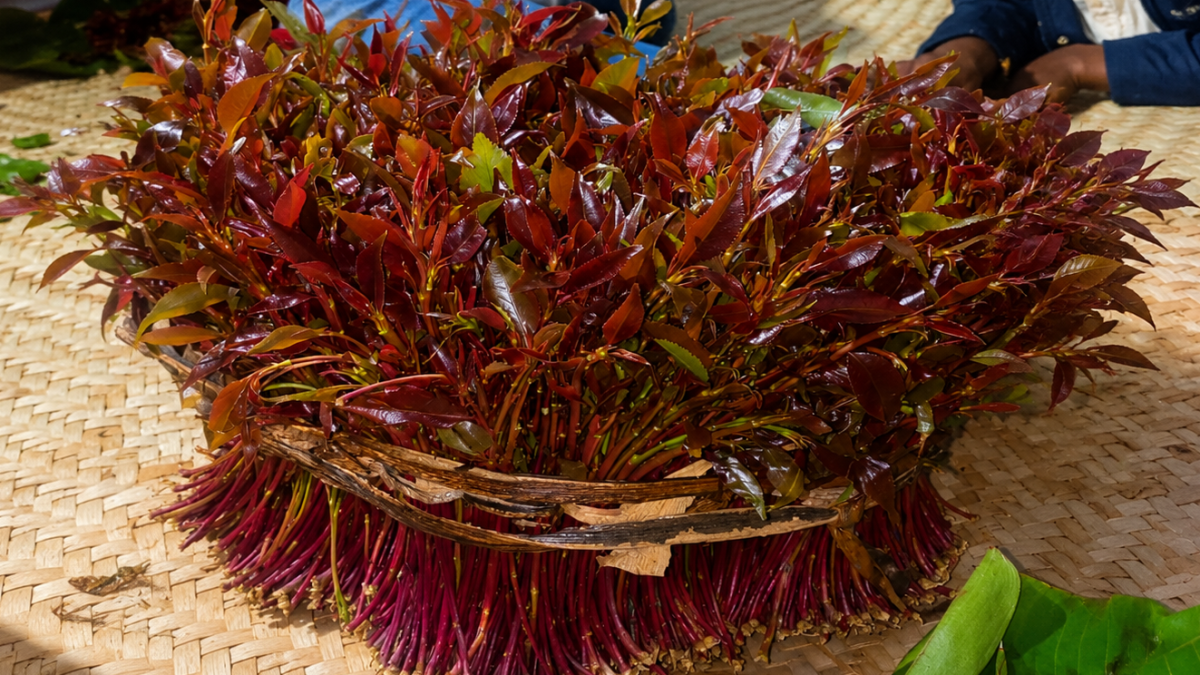 Possible reasons miraa chewers never run out of stories