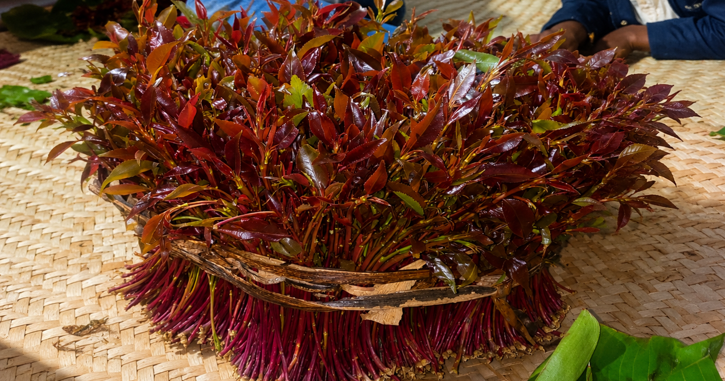 Story za jaba! Understanding the difference between Miraa and Muguka