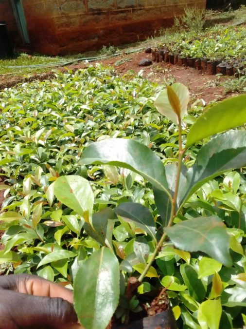 A close-up image of a muguka seedlings. PHOTO/https://web.facebook.com/muguka.seedlings