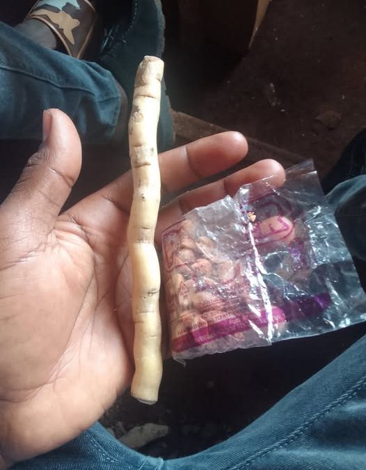 What is Mukombero and why do people chew it?