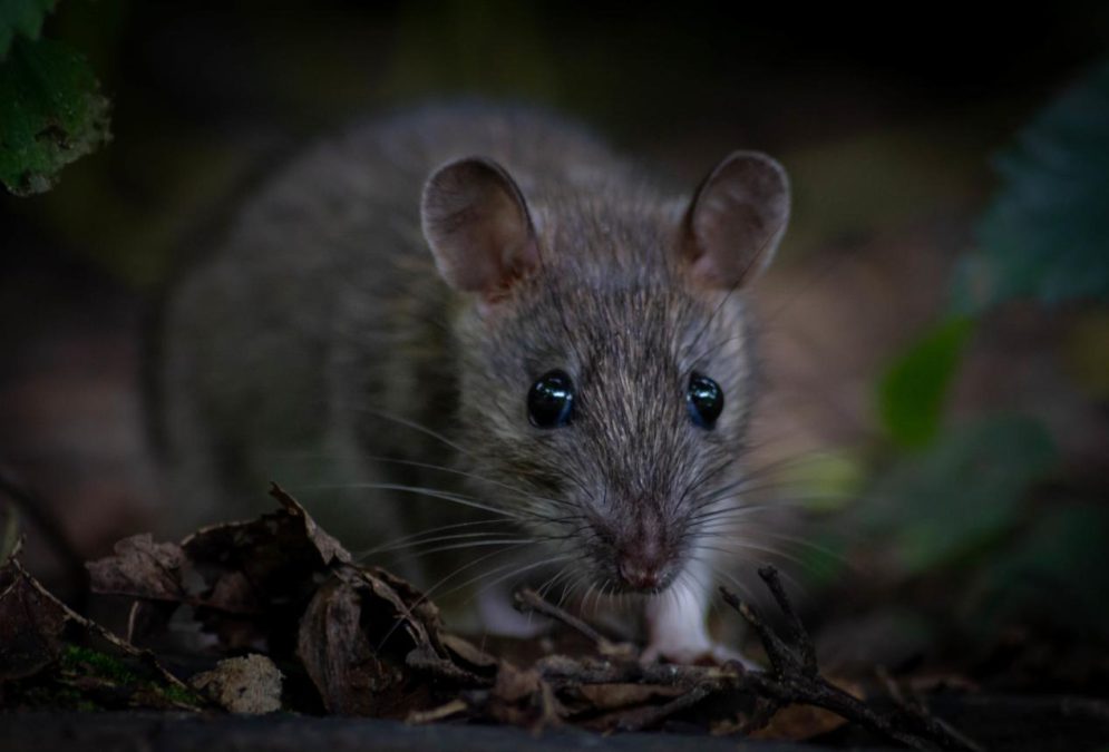 Generated image of a rodent. PHOTO/ AI