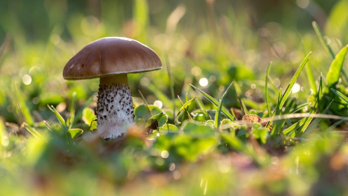 An AI generated photo of a mushroom.