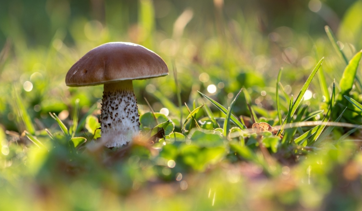 Magic mushrooms could help people quit smoking