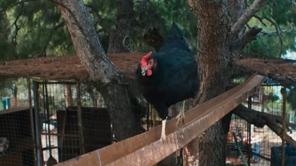 Black-brown hen, the main character in the film Hen. PHOTO/@conicfilm/YouTube