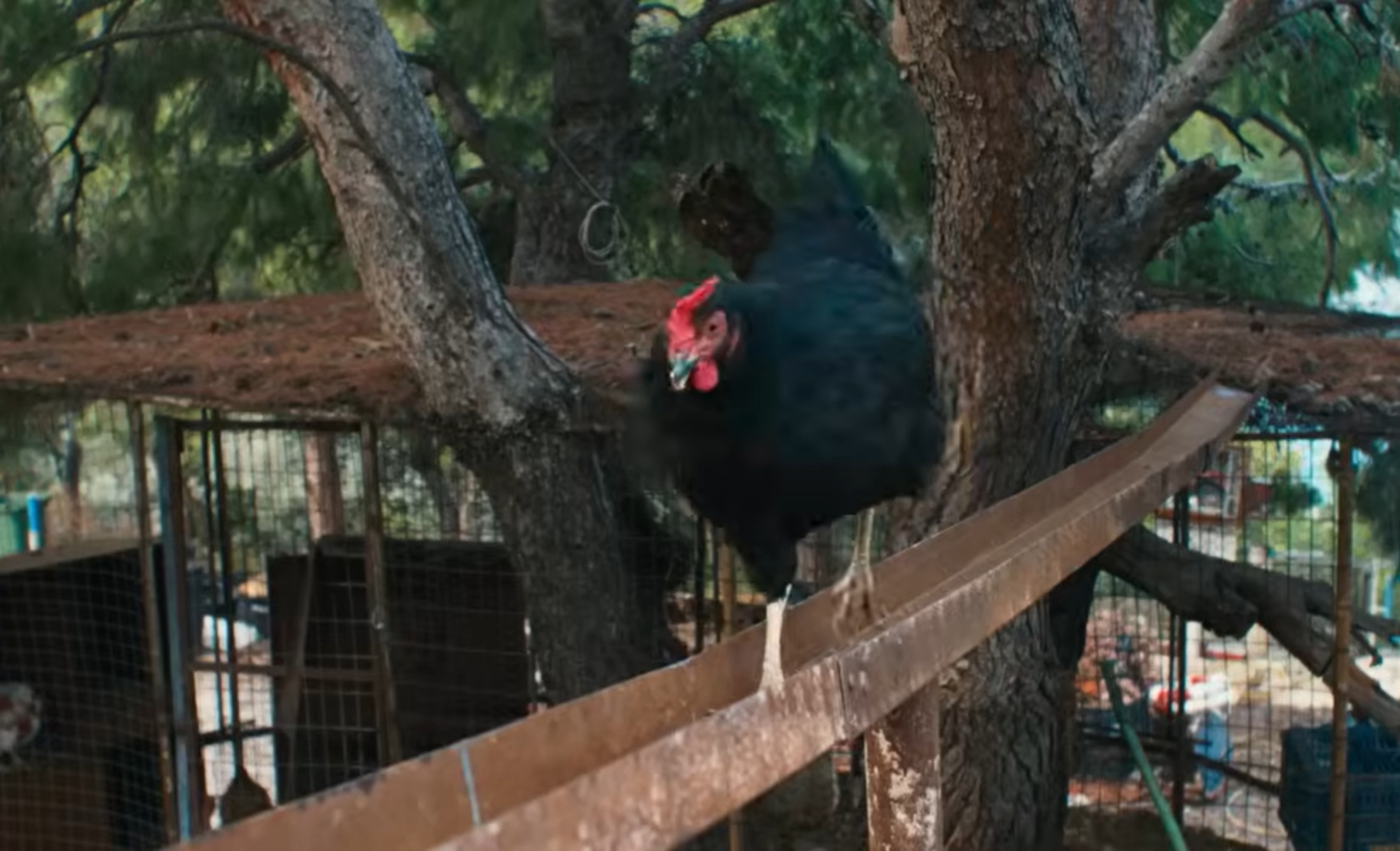 Hen review – plucky chicken beats the odds in weirdly uplifting survival story