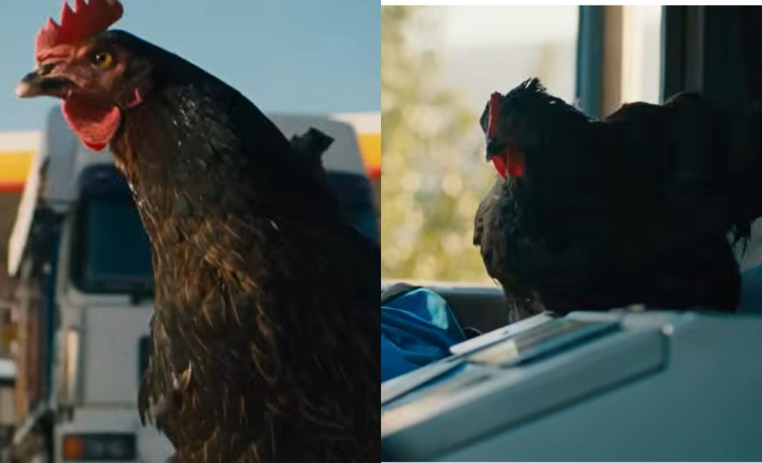 Black-brown hen, the main character in the film Hen. PHOTO/@conicfilm/YouTube