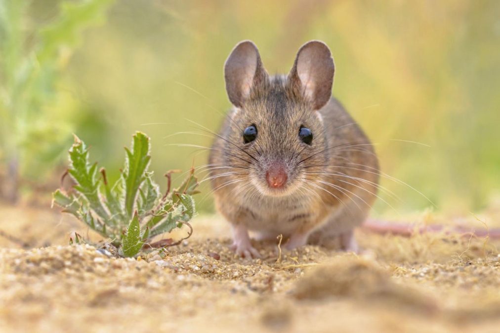 Generated image of a rodent. PHOTO/AI