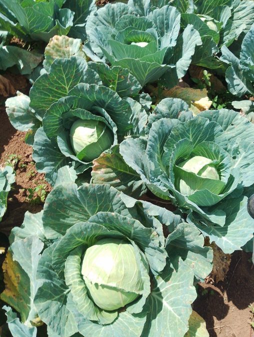 Cabbages planted in a garden. PHOTO/https://web.facebook.com/kipyegon.hesbon