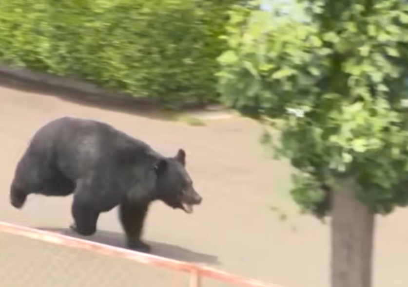 Black bear captured in Japanese city after dramatic 100-minute suburb hunt