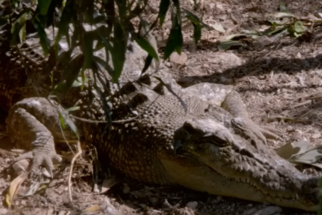 A crocodile in a zoo. PHOTO/Screengrab by K24 Digital