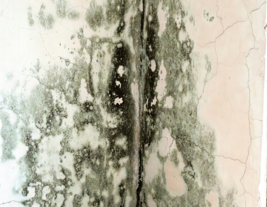 Mould on a wall. PHOTO/Grok