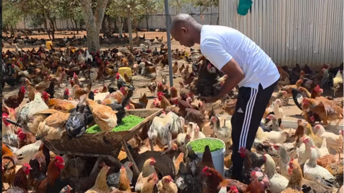 Nick Mwendwa: All my 110K pure kienyeji chickens came from just 7 birds