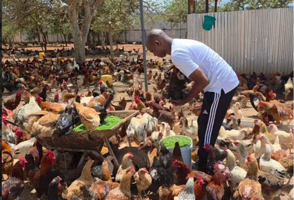 Nick Mwendwa feeding his pure kienyeji chickens. PHOTO/@mwendwa. nick/Instagram