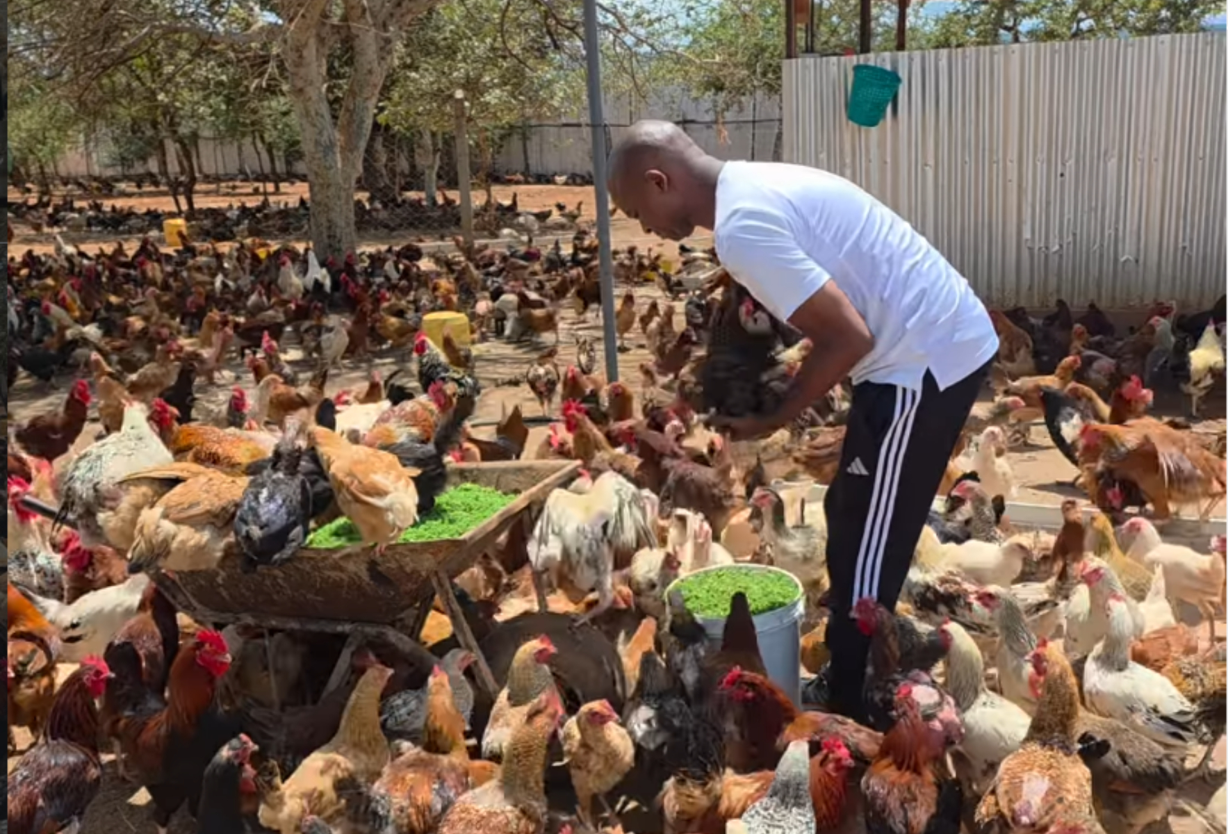 Nick Mwendwa: All my 110K pure kienyeji chickens came from just 7 birds
