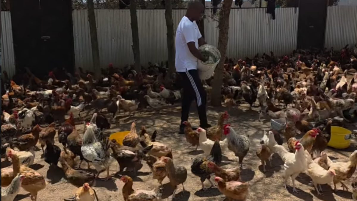 Nick Mwendwa explains why kienyeji eggs are more expensive than layers’