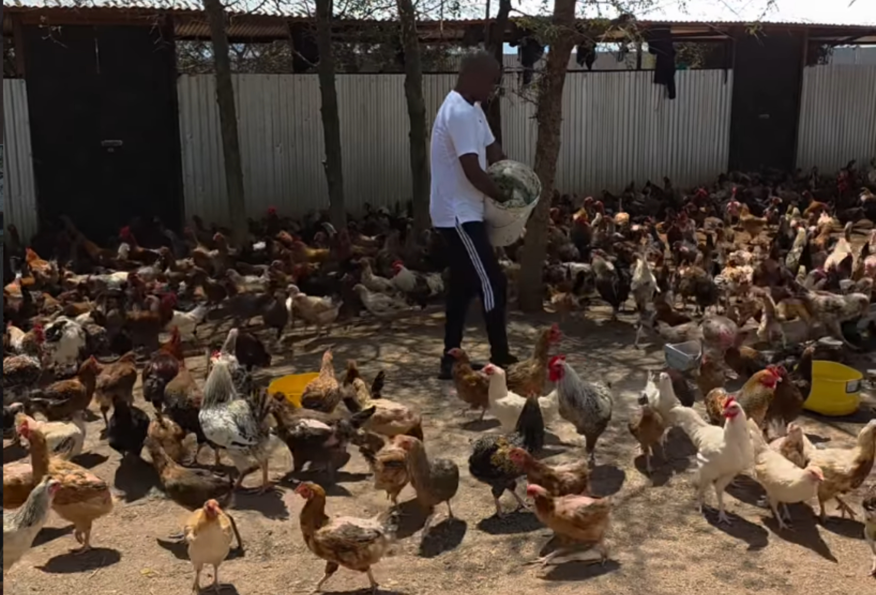 Nick Mwendwa explains why kienyeji eggs are more expensive than layers'