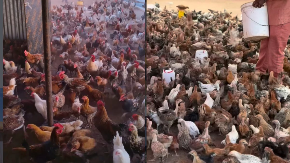 Boy wins hearts after trying to take sick chicken to hospital