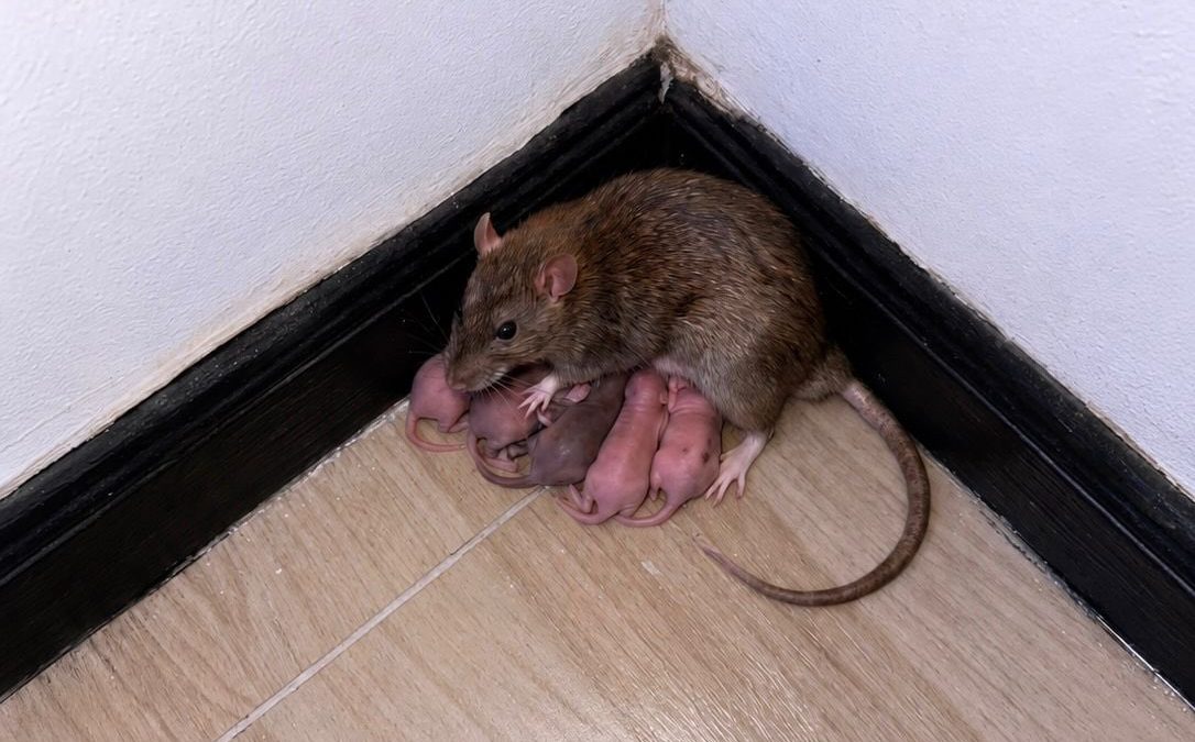 How disease outbreaks begin: An animal host, a human jump, weak detection