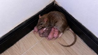 How disease outbreaks begin: An animal host, a human jump, weak detection