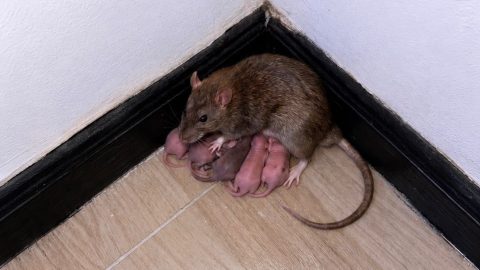 How disease outbreaks begin: An animal host, a human jump, weak detection